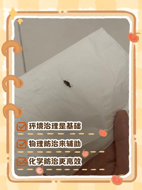 澳门天天好挂牌正版和未拆封餐具蟑螂乱爬与未拆封餐具蟑螂乱爬怎么办